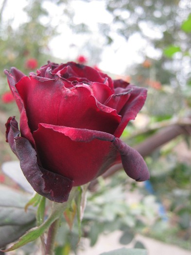 Picture 28.10.2012 027