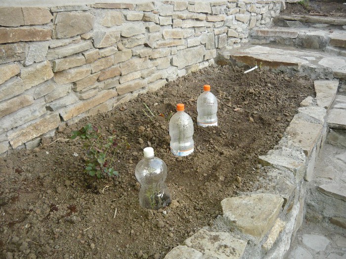 lastari trandafiri; sfarsit de octombrie
