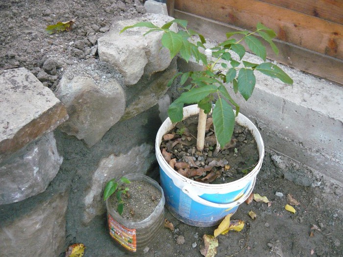 langa nuc  am  lastari cu radacina liliac; liliac alb langa nu pui de nuc
