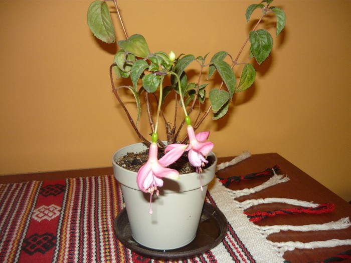 cercelusii si-au revenit