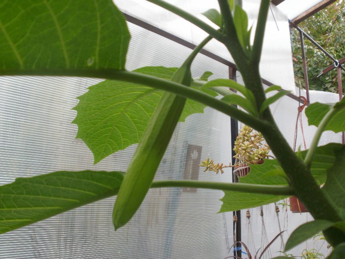  - Plante