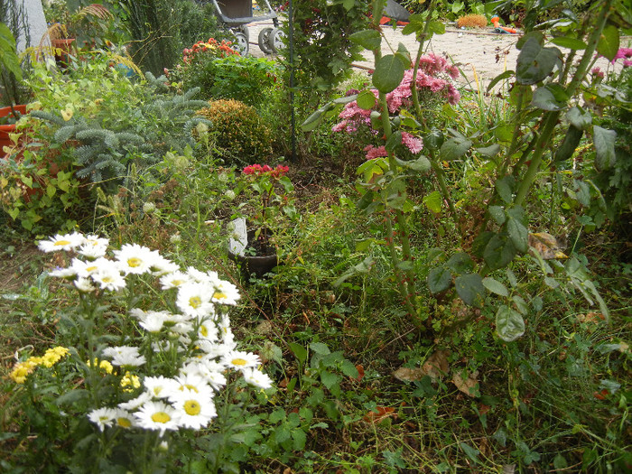 2012, October 27 - 10 Garden in October