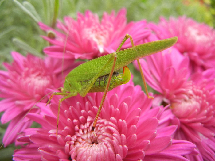 Green grasshopper, 27oct2012 - GRASSHOPERS_Lacuste