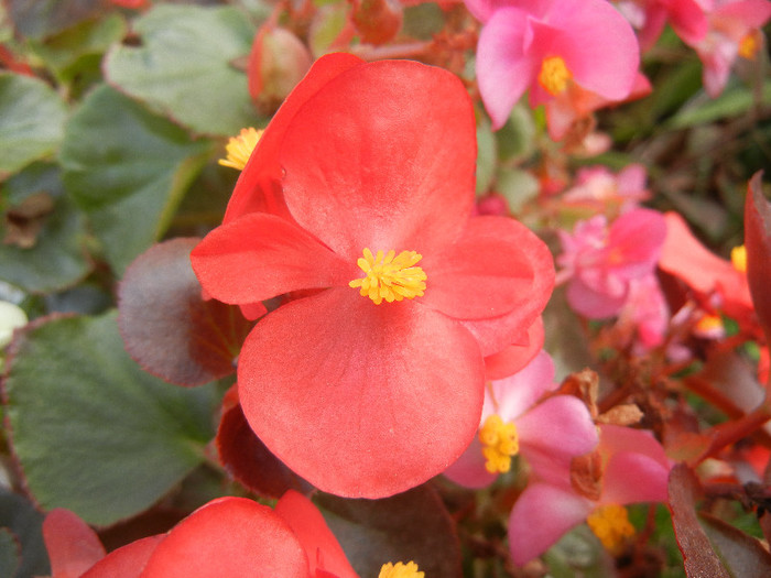 Begonia semperflorens (2012, Oct.27) - Begonia semperflorens