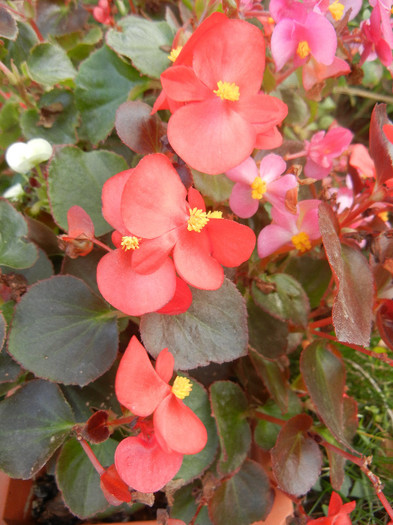 Begonia semperflorens (2012, Oct.27) - Begonia semperflorens