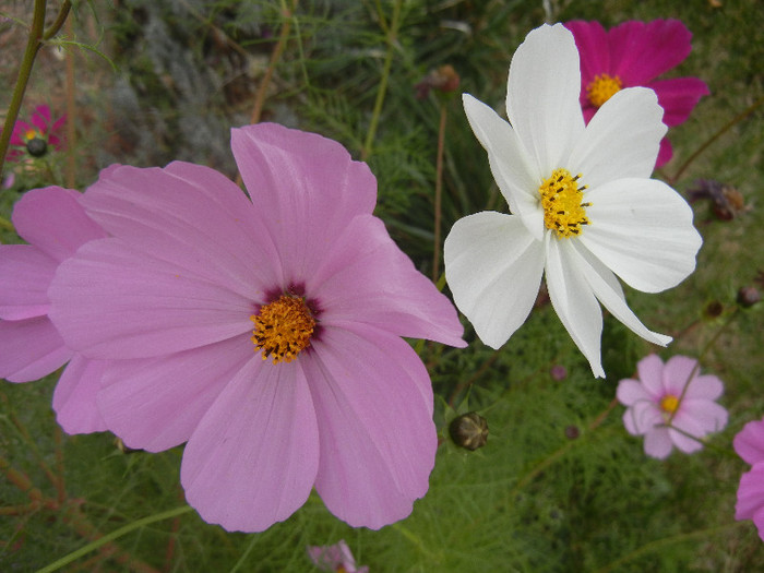 Cosmos bipinnatus (2012, Oct.27)