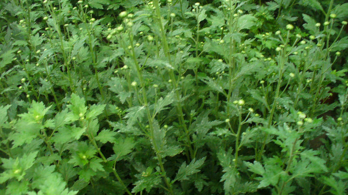 P1050200 - CRIZANTEME  CU FLOAREA MARE DE VANZARE2012