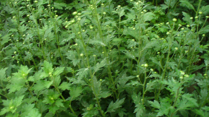 P1050201 - CRIZANTEME  CU FLOAREA MARE DE VANZARE2012