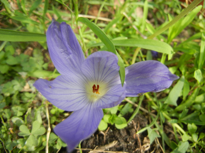 Crocus speciosus (2012, October 27)