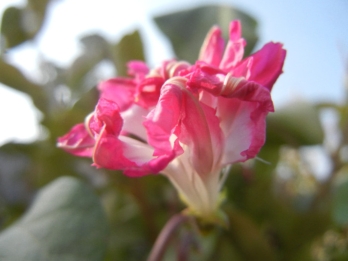 Double Pink Morning Glory (2012, Oct.23)