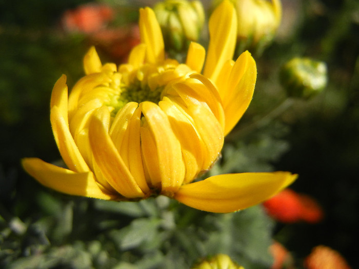 Yellow Chrysanthemum (2012, Oct.26)