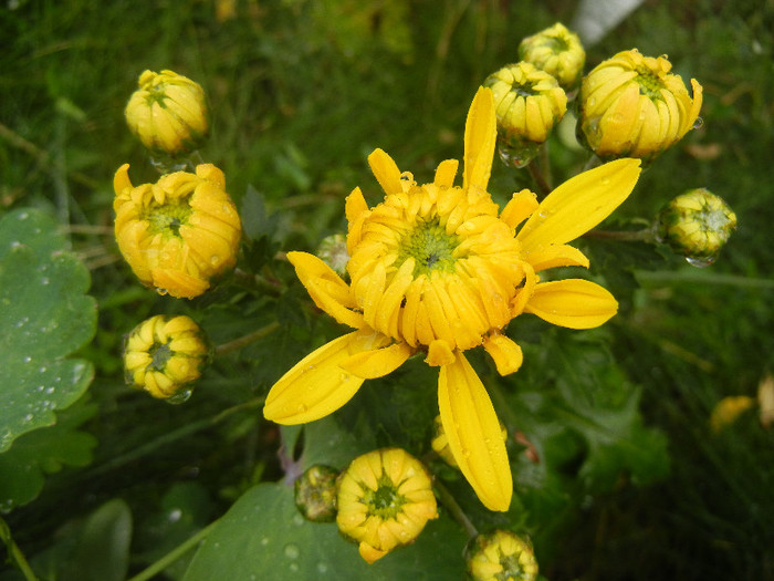 Yellow Chrysanthemum (2012, Oct.27) - Yellow Chrysanthemum