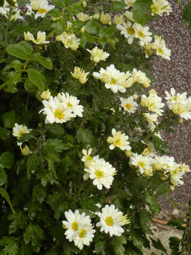 White & Yellow Chrysanth (2012, Oct.27) - White Yellow Chrysanthemum