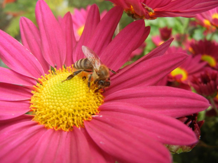 Purple & Yellow Chrysanth (2012, Oct.27)