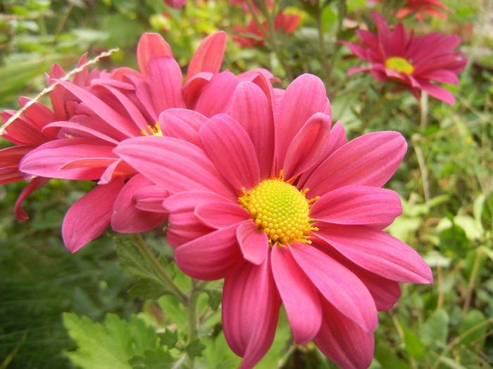 Purple & Yellow Chrysanth (2012, Oct.27)