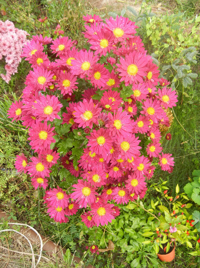 Purple & Yellow Chrysanth (2012, Oct.27)
