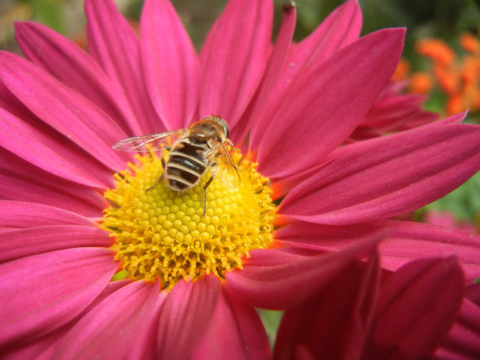 Bee on Chrysanthemum (2012, Oct.27)