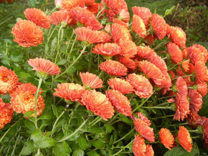 Terracotta Chrysanth (2012, Oct.27)