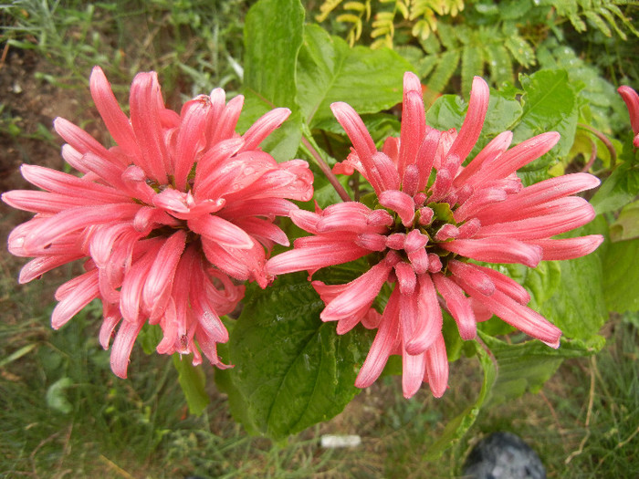 Justitia carnea (2012, October 27)