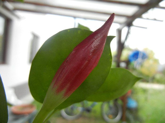 Mandevilla Summer Bell Red (`12, Oct.21) - Mandevilla Summer Bell Red