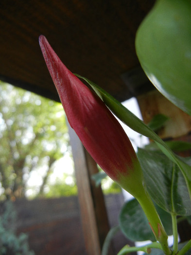 Mandevilla Summer Bell Red (`12, Oct.23)