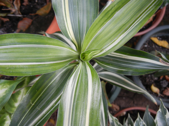 Dracaena Warneckei (2012, Oct.21) - Dracaena fr Warneckei