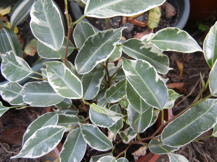 Ficus benjamina Variegata (2012, Oct.21) - Ficus benjamina Variegata W