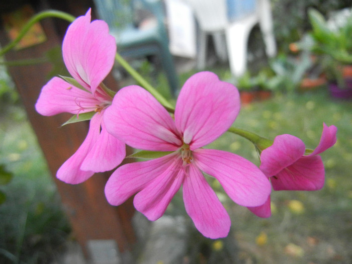Mini Cascade Pink (2012, Oct.23) - Ivy-geranium Mini Cascade Pink