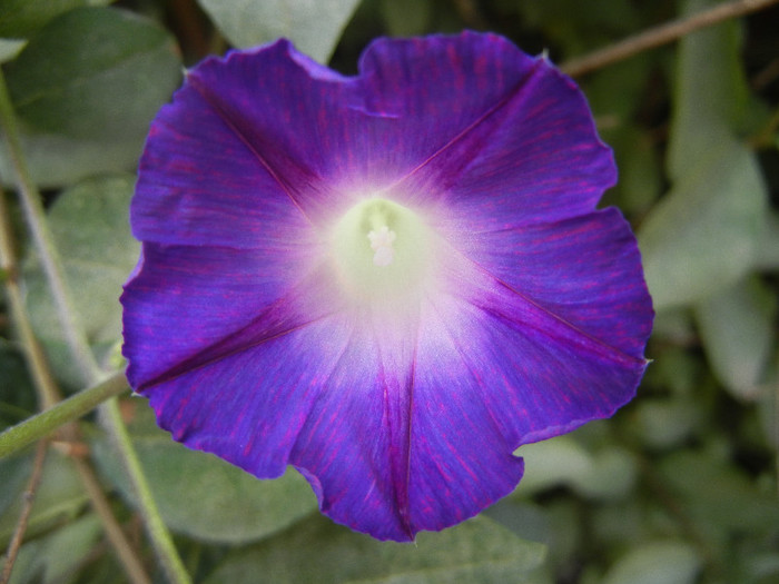 Morning Glory_Ipomoea (2012, Oct.21)