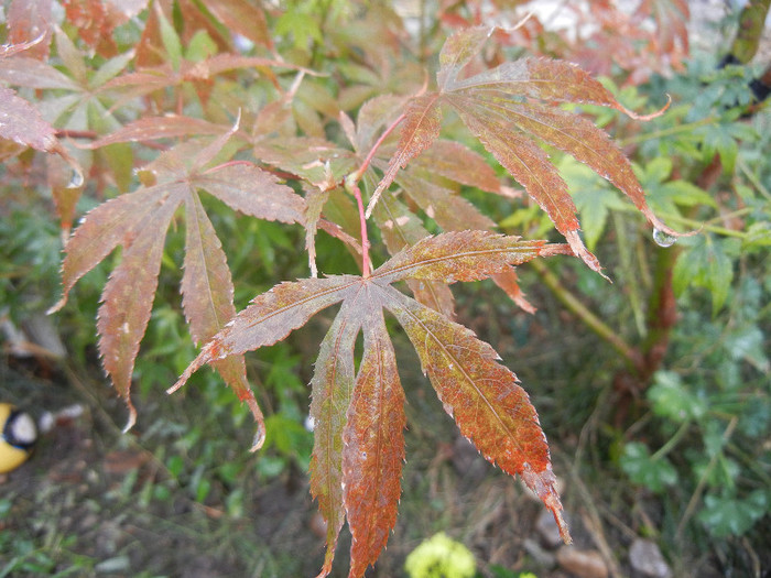 Acer palmatum Bloodgood (2012, Oct.27)