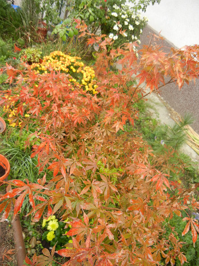 Acer palmatum Bloodgood (2012, Oct.27)