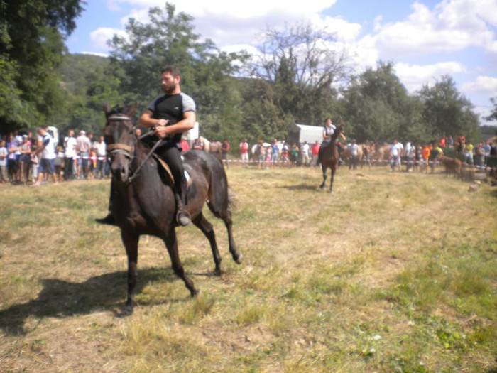 DSCN4754 - expozitia de cai tauteu 2011