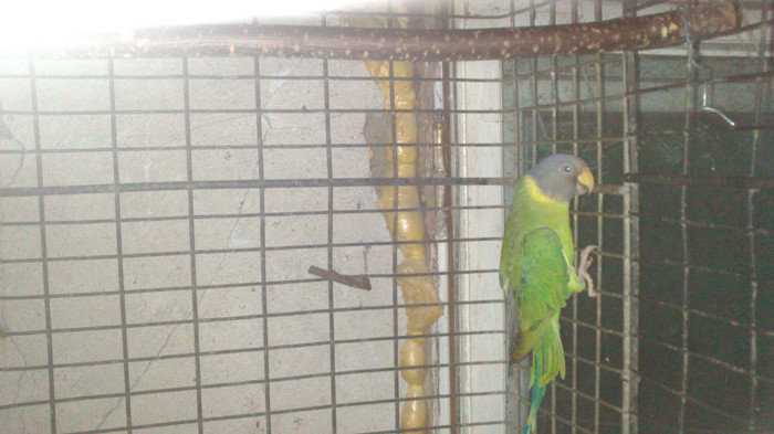 017 - Papagali cap de pruna pui