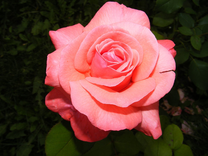 DSCF0232 - Trandafiri