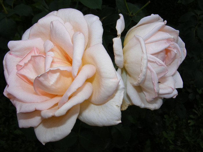 DSCF0236 - Trandafiri