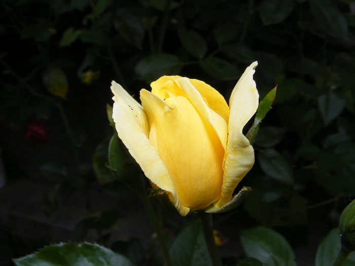 DSCF0416 - Trandafiri