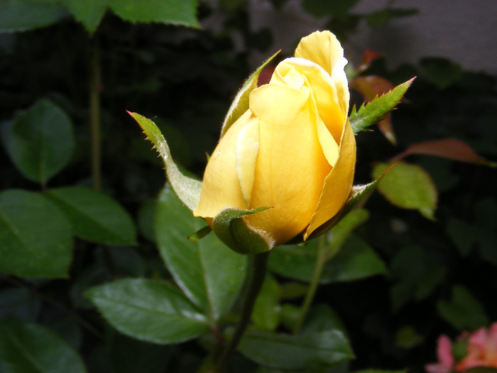 DSCF0417 - Trandafiri