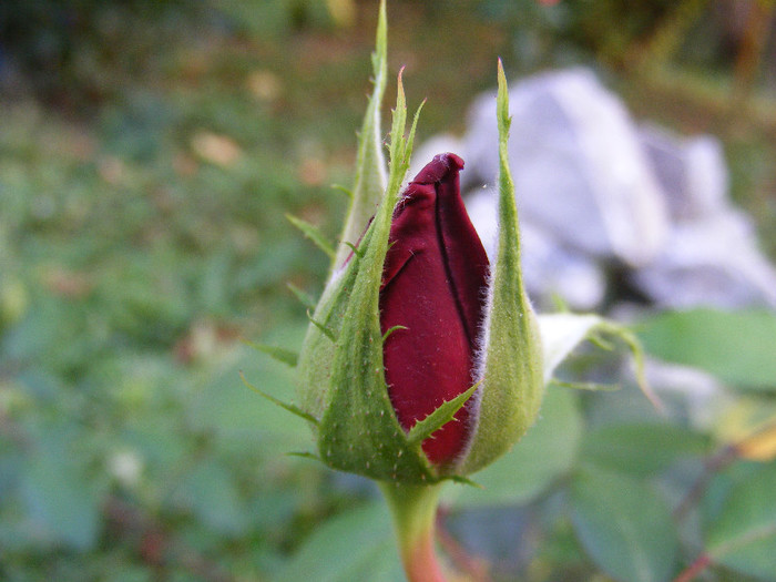 DSCF2237 - Trandafiri