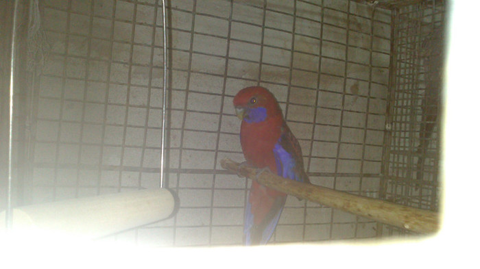 020 - ROSELLA PENANT 2011