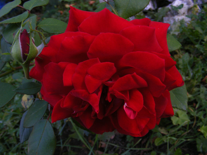 DSCF2240 - Trandafiri