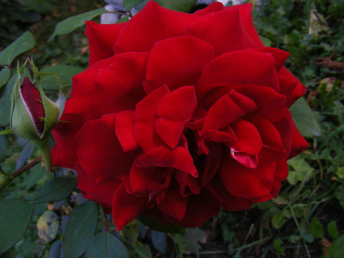 DSCF2243 - Trandafiri