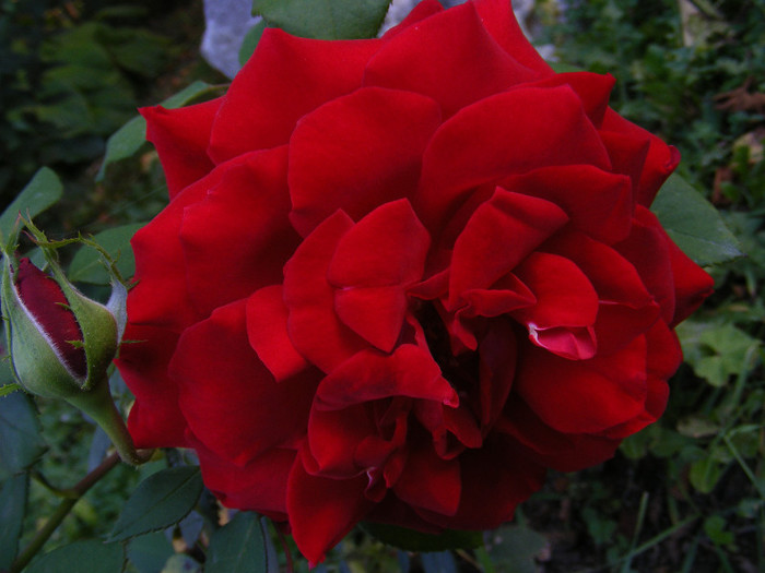 DSCF2246 - Trandafiri