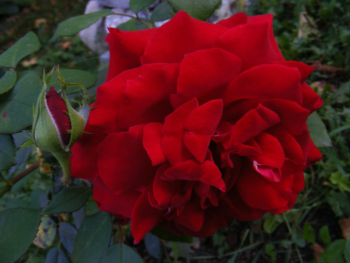 DSCF2249 - Trandafiri