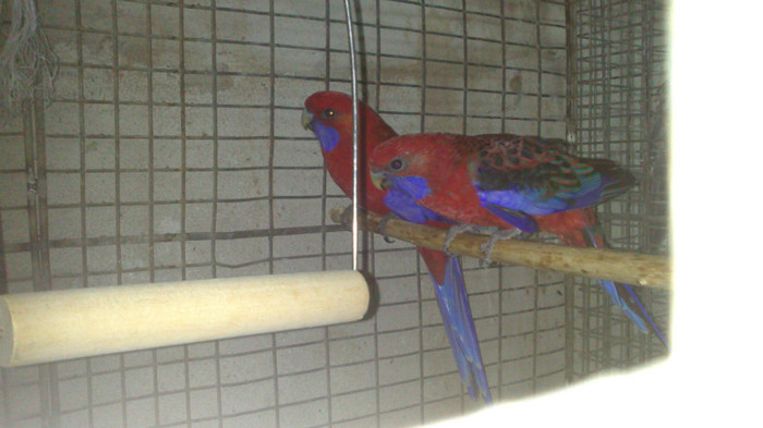 026 - ROSELLA PENANT 2011