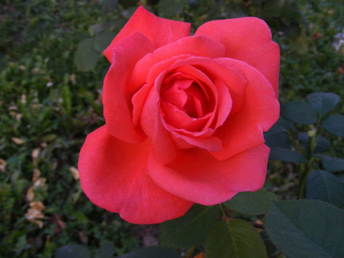 DSCF2271 - Trandafiri