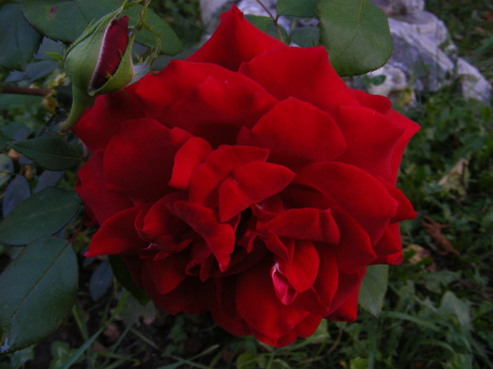 DSCF2275 - Trandafiri