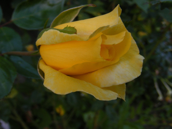 DSCF2276 - Trandafiri