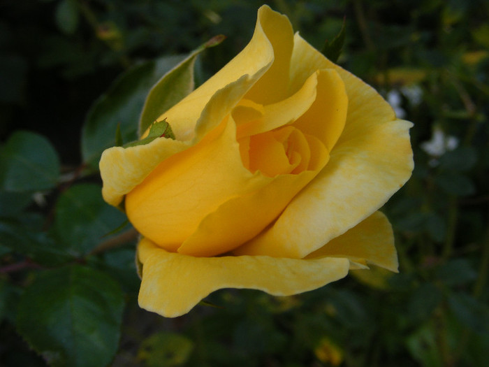 DSCF2278 - Trandafiri