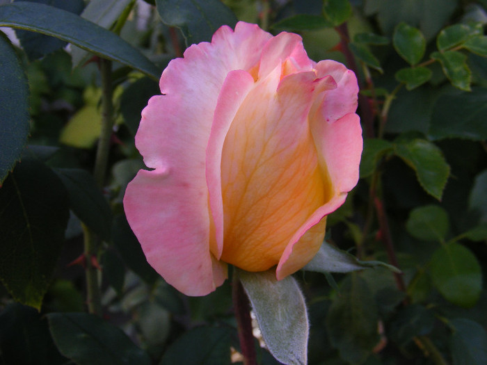 DSCF2279 - Trandafiri