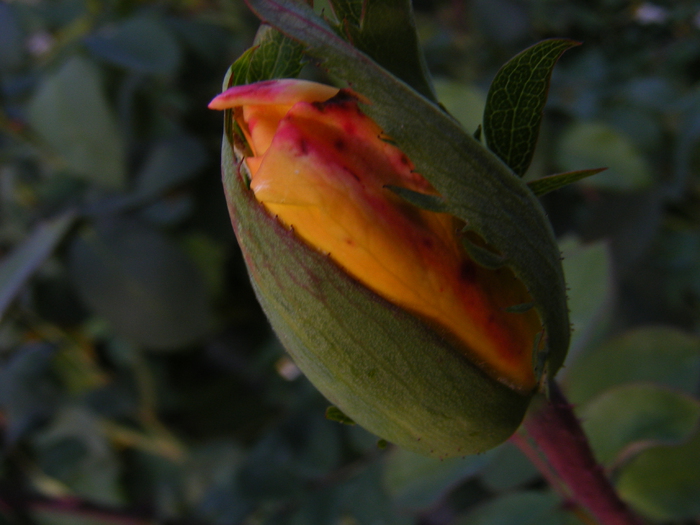 DSCF2282 - Trandafiri